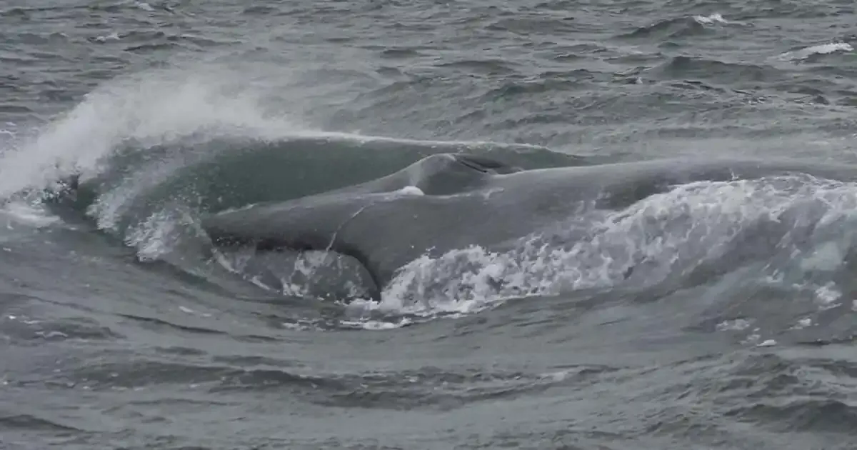 Primera vez en Chubut: avistamiento histórico de una ballena azul
