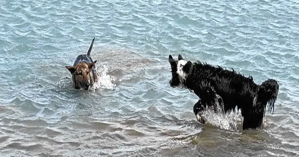Incidente en Pichi Traful: guardaparque mordido por perros sueltos en área protegida