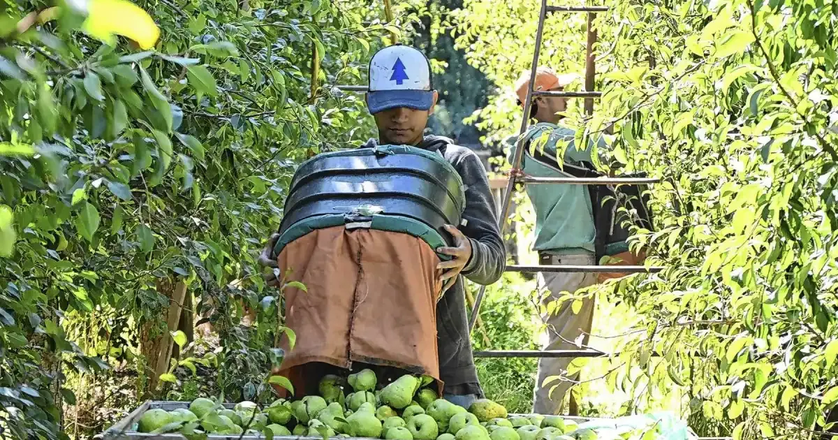 Fruticultura en el Alto Valle: la brecha impositiva del 12% que no se corrige con el dólar