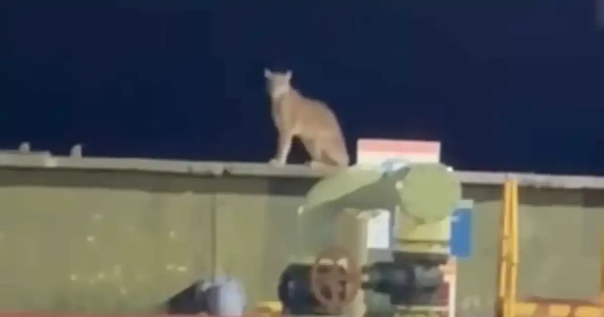 Un puma sorprende a trabajadores en planta de Vaca Muerta